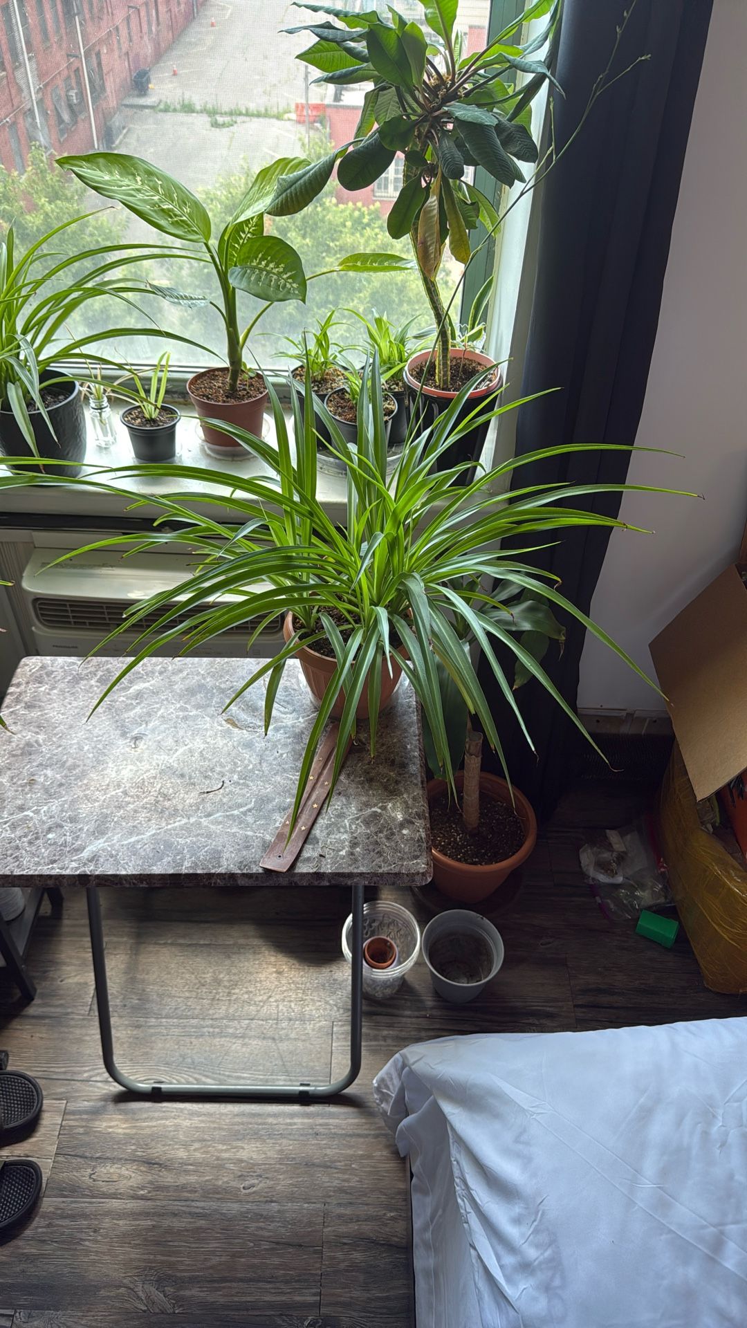 Spider Plant