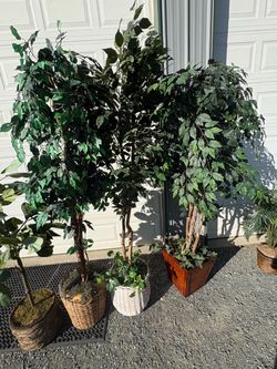 Large Artificial Ficus Trees Set of 4