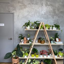 Rack For House Plants 