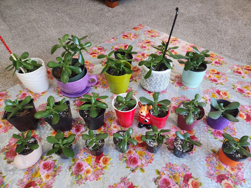 !!UPDATE!! SALE!! LOTS OF Jade Plants!! Hurry!!! 