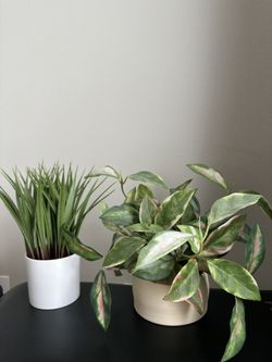 Artificial Plants (set of two)
