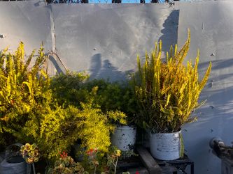Plants