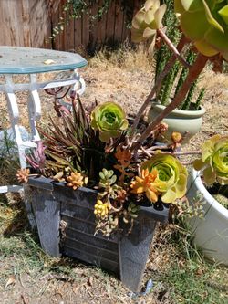 Plants Big 24inch square pot filled with succulents