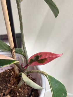 Hoya Crimson Queen