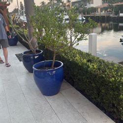 23 inch Ceramic Blue Pot With Tree