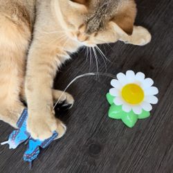 Rotating Electric Interactive Butterfly and Bird Toy