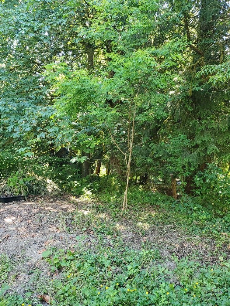 Black locust tree