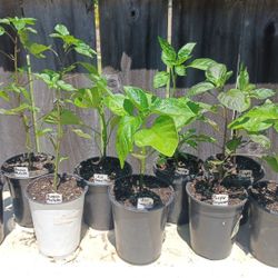 Chile Plants