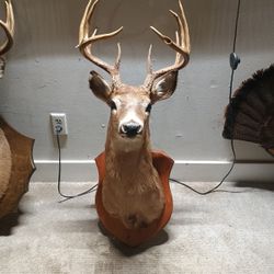 12 Point Buck Mount