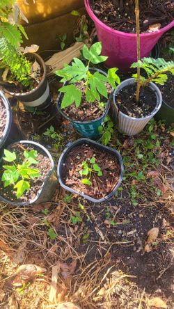 Plants