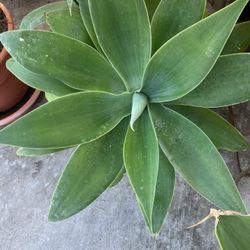Plants Agaves Drought Tolerant  