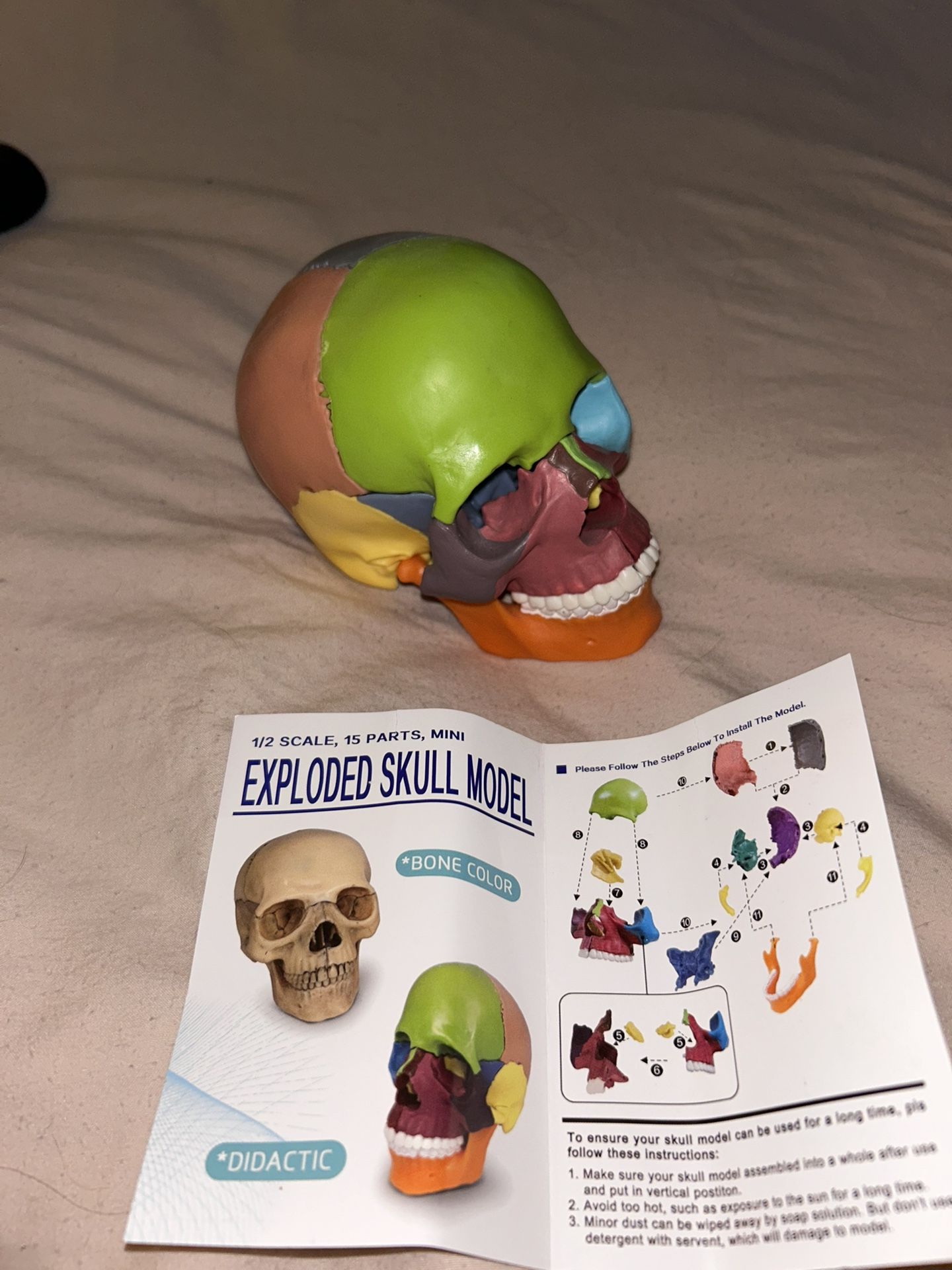 Anatomical Skull Model