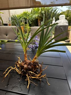 Agapanthus Purple Plant