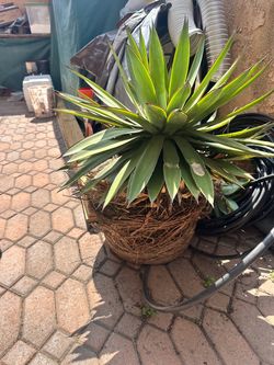 Free plant