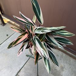 6” stromanthe triostar