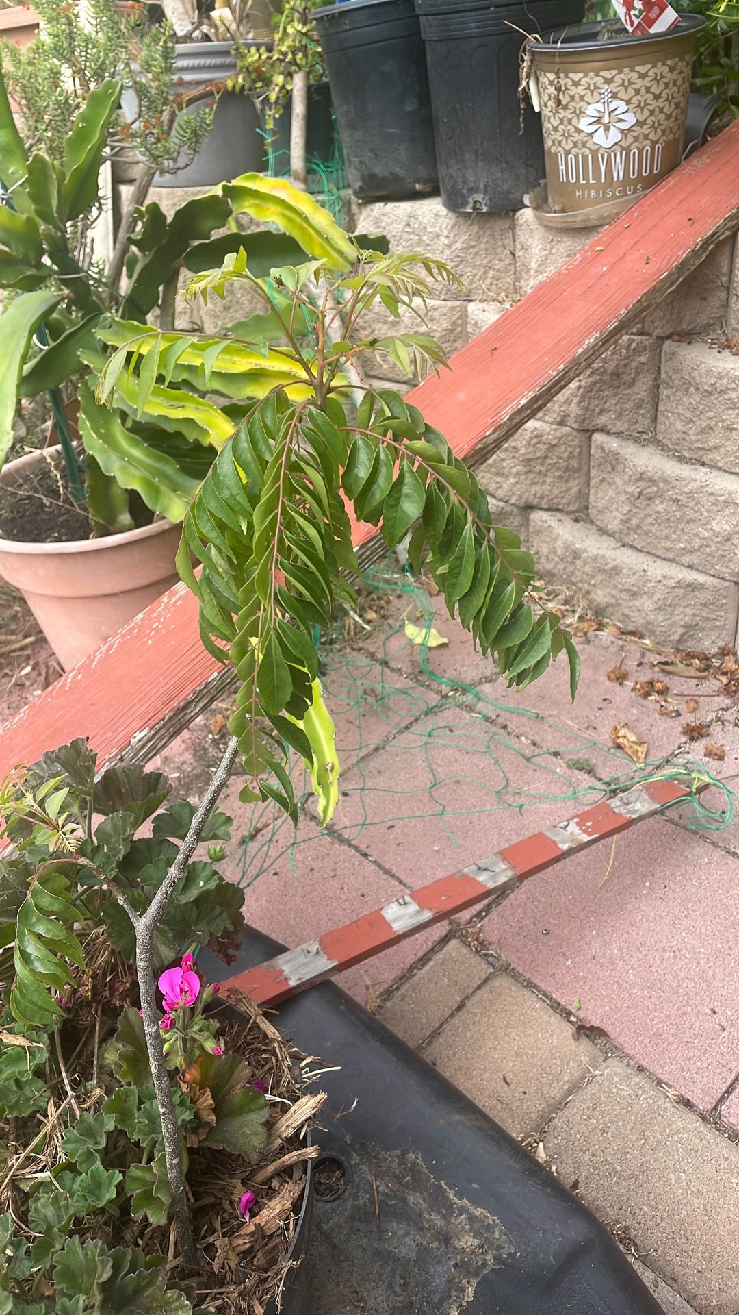 Organic Curry Plant