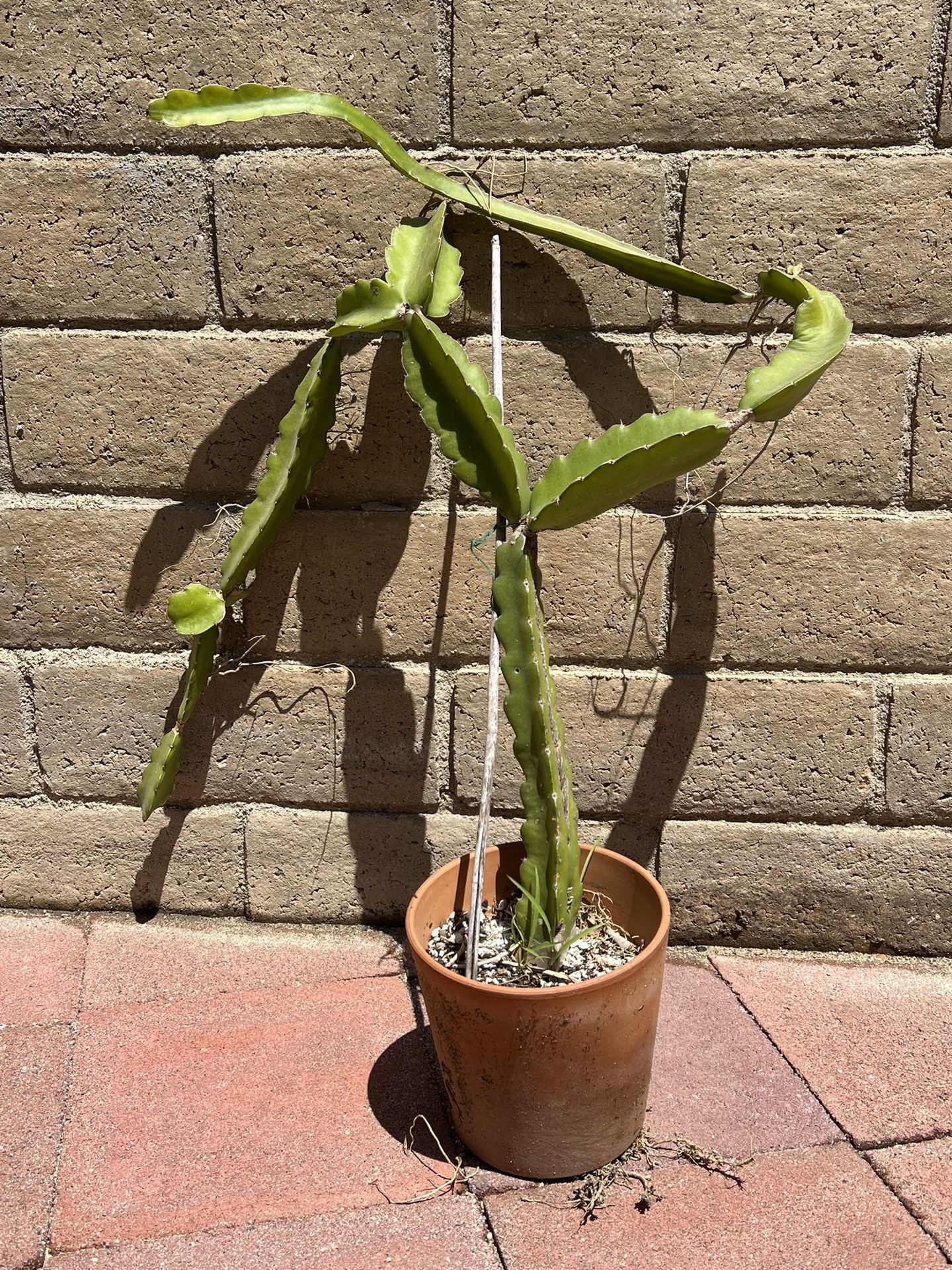 Moonlight Cactus 