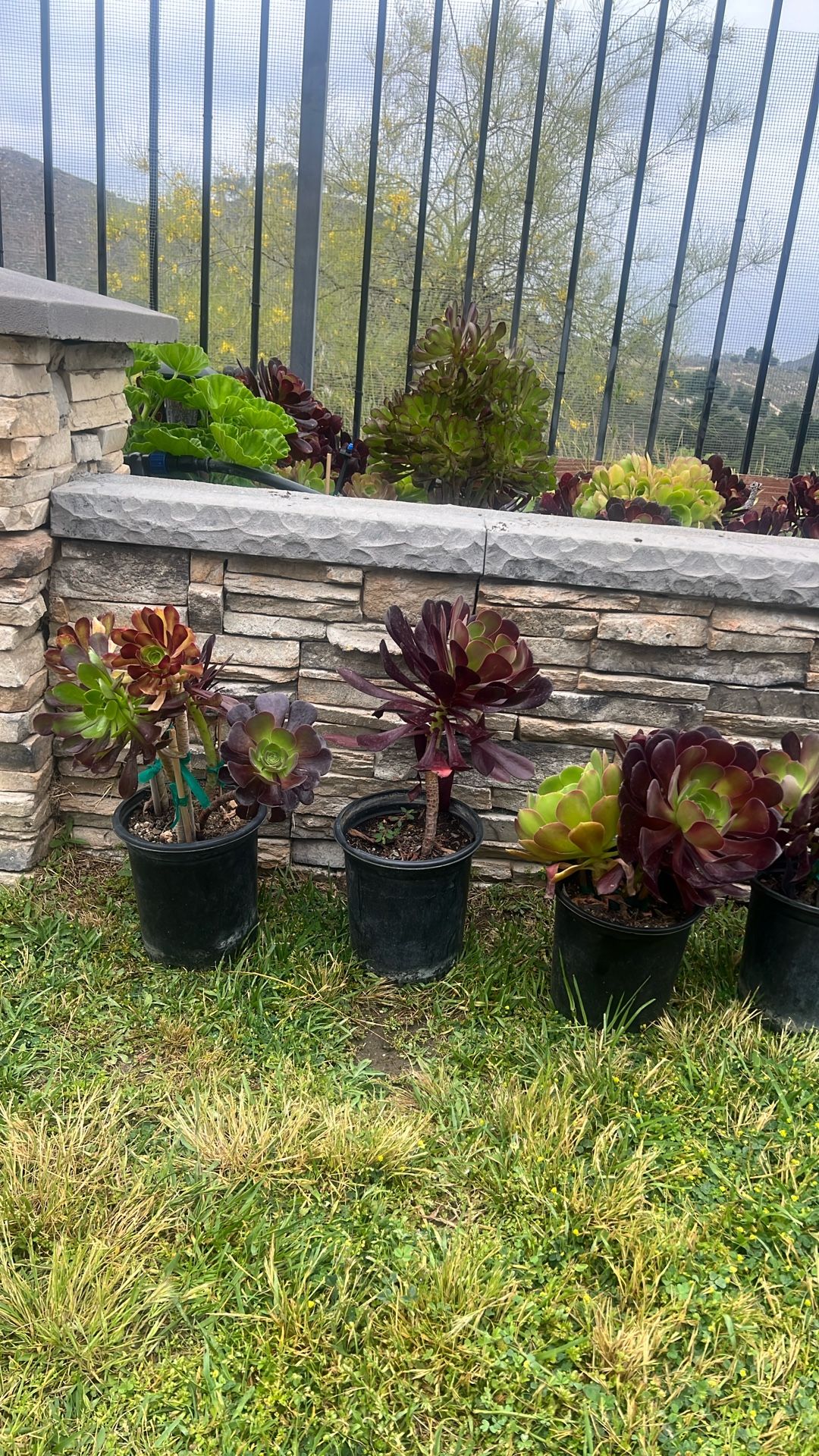 Succulents