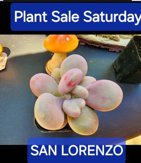 SUCCULENT AND PLANT SALE THIS SATURDAY IN SAN LORENZO  OVER 1000 TO CHOOSE FROM
