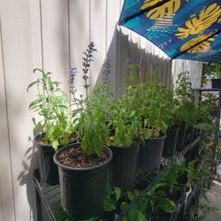 Mealy Cup Sage Salvia Plants