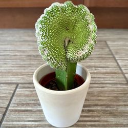 Grafted Astrophytum Asterias (Sand Dollar Cactus)