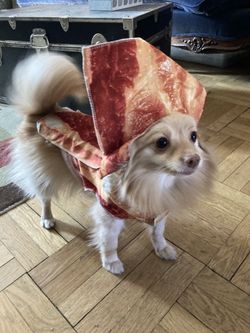 Small Dog Bacon Costume