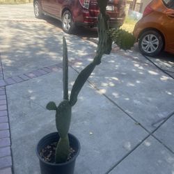 Froot Cuctus Plant $15