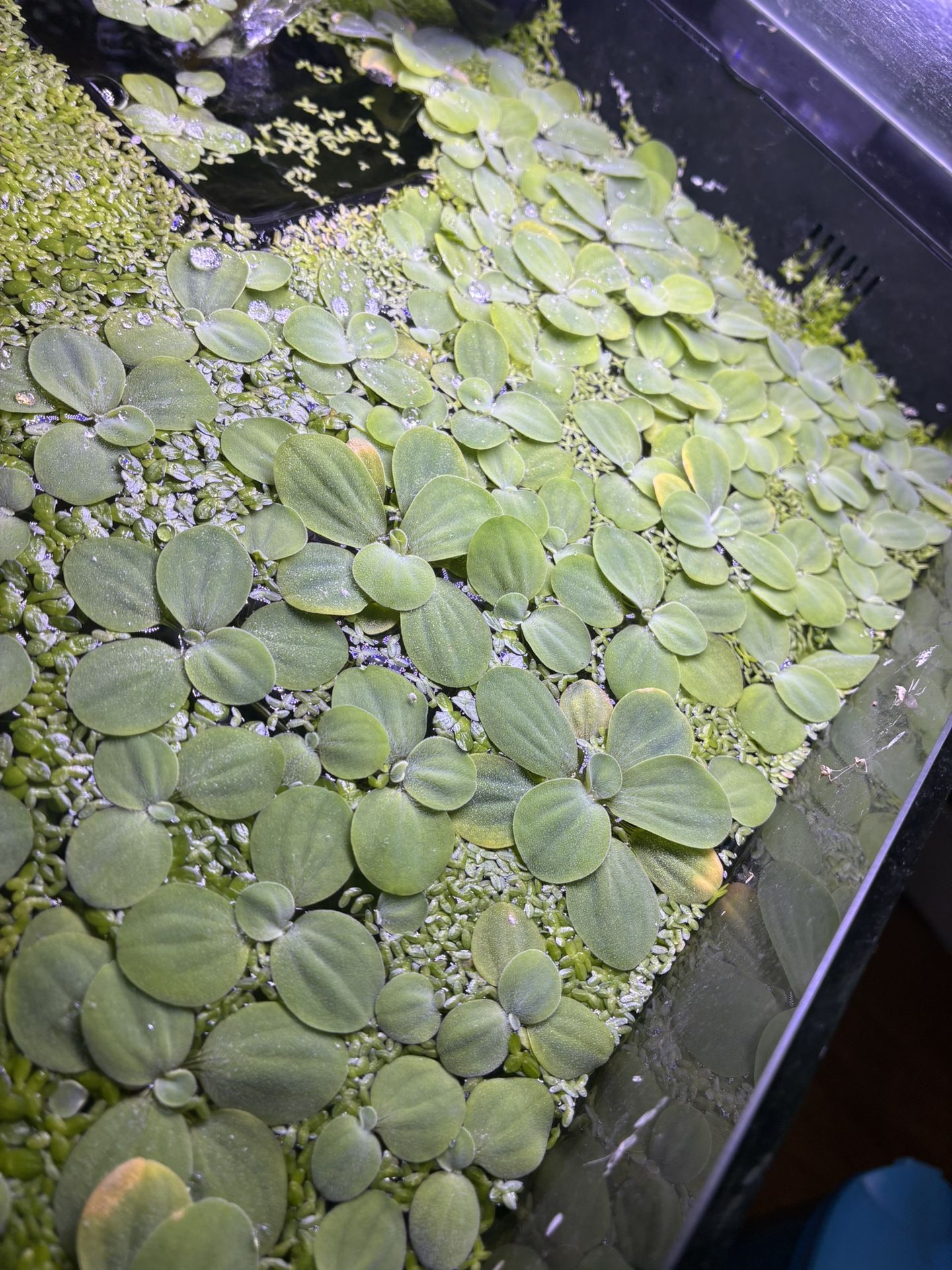 Free Aquarium Plants