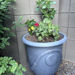 Two Pots With Two Plants And One Pot Holder 