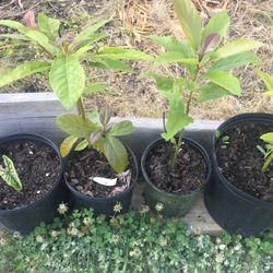 Avocado Plants 
