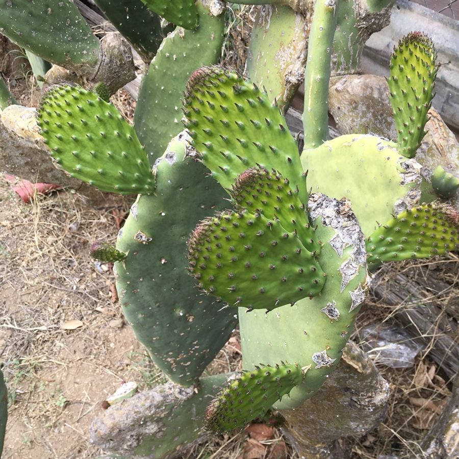 Cuchilli para pelar nopales for Sale in San Jose, CA - OfferUp