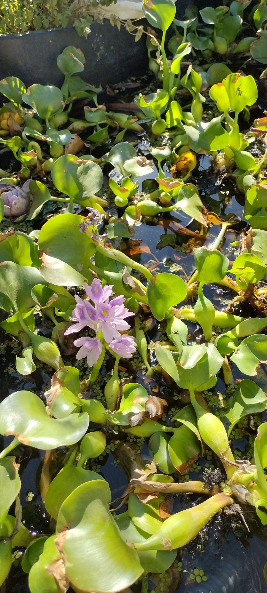 Water Hyacinths 