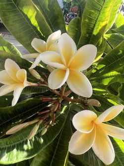 Plumeria Cuttings