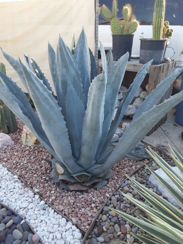 Large Agave $150 Each