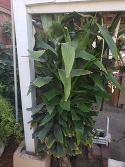Dracaena Plant
