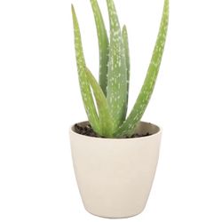 Aloe Zavila