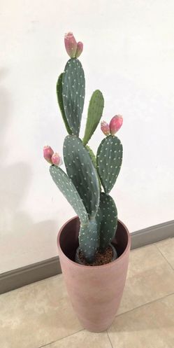 *** NEW LOW PRICE *** 41" Faux Cactus in a 21" Light Pink Resin Planter @ Lasting Creations