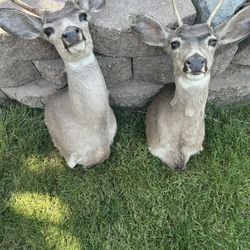 Wall Mounts 