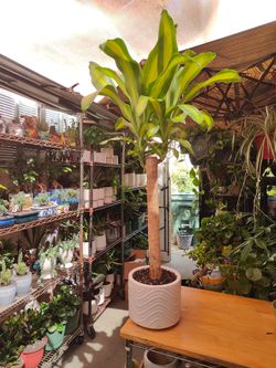 Dracaena Cane Plant Indoor