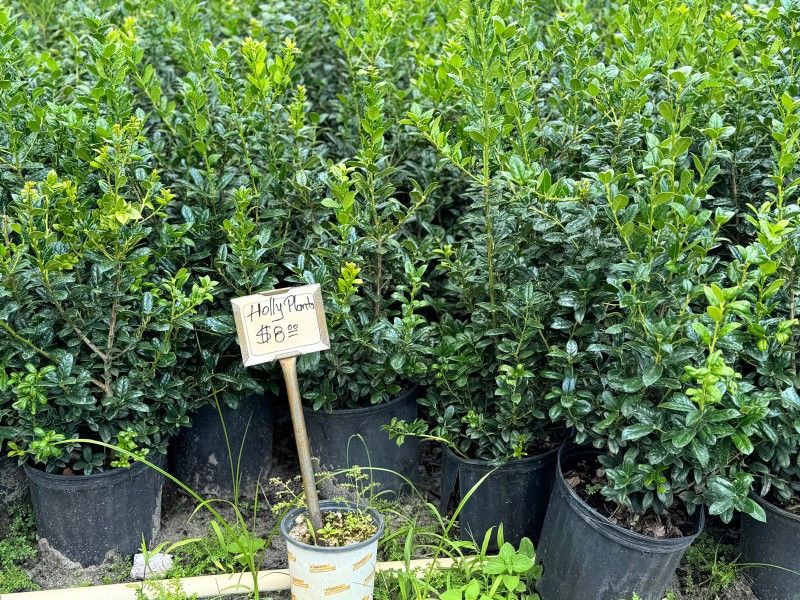 Holly Plants