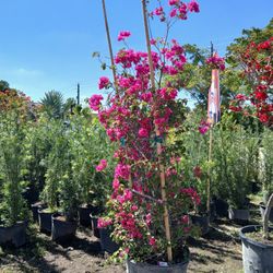 Large Bougainvillea Vine Huge Sale $450