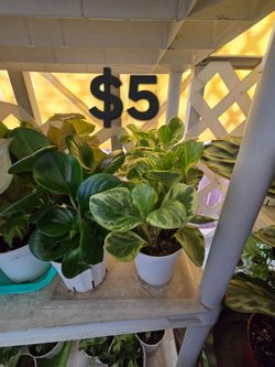 Peperomia