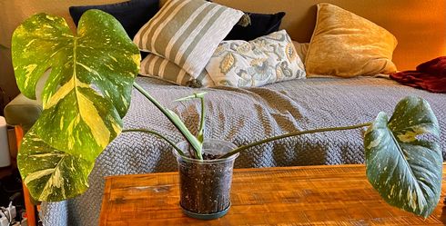 Variegated 'Thai Constellation' Monstera Plant