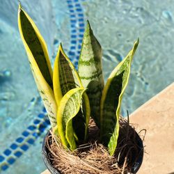 Snake Plant 