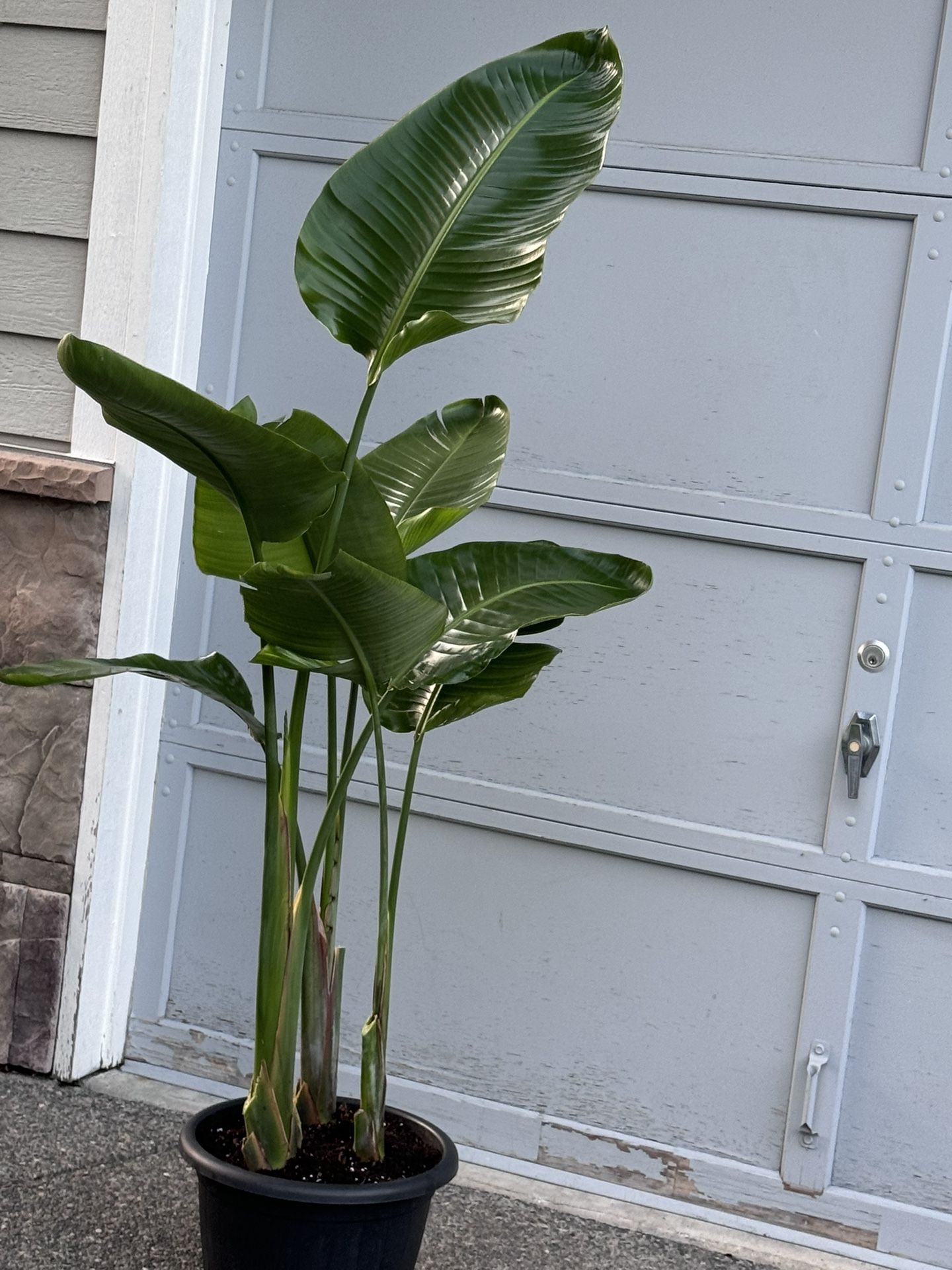 Over 5 Ft Tall White Bird Of Paradize