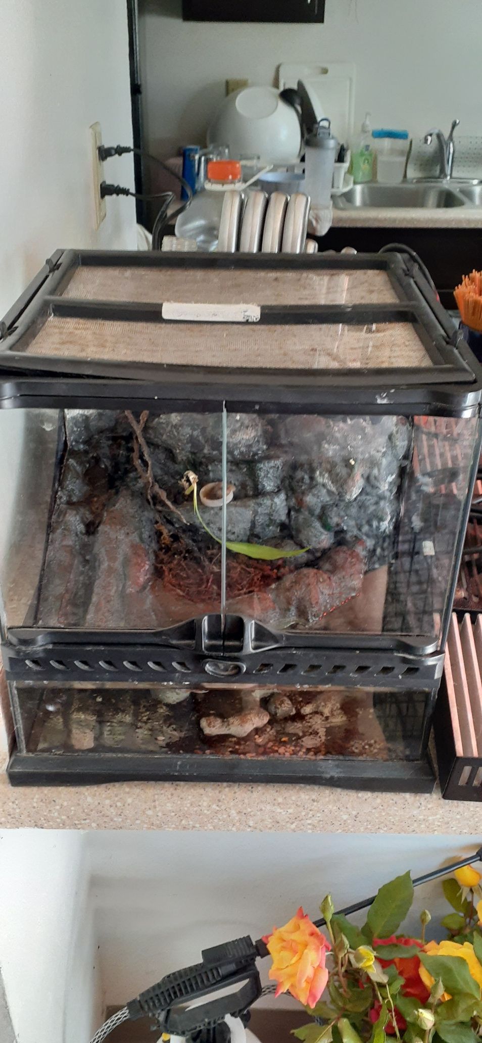 Semi-aquatic tank