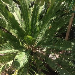 Palma Sago En Bote De Quince Galones $90