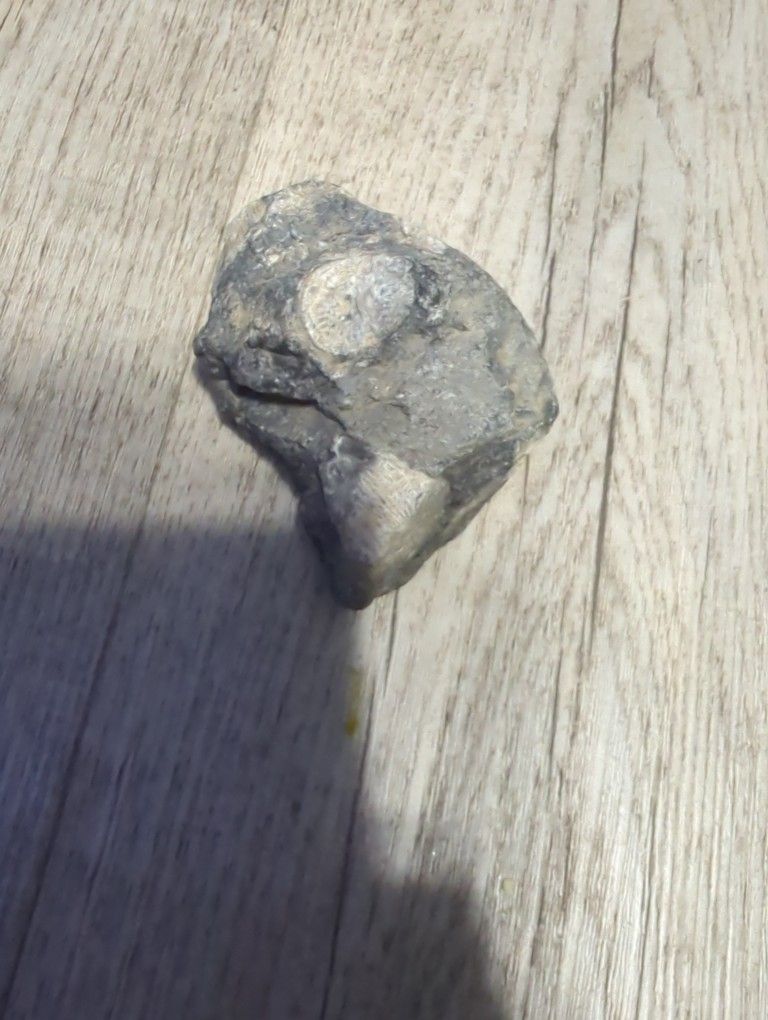 Fossil