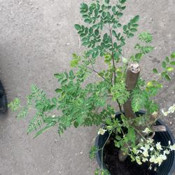 Moringa