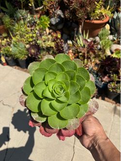 Large Green Aeonium Succulent Plant